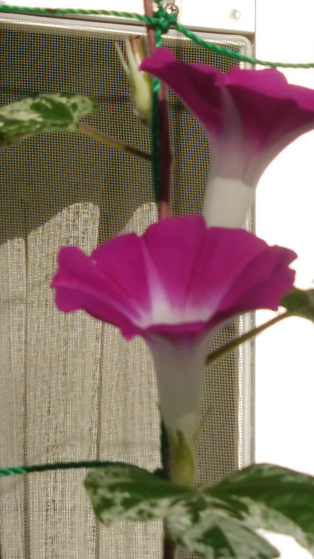 20180811アサガオ開花